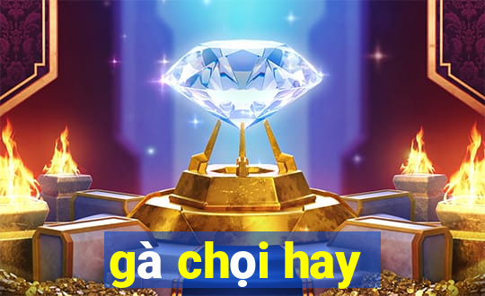 gà chọi hay