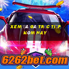 xem đá gà trực tiếp hôm nay