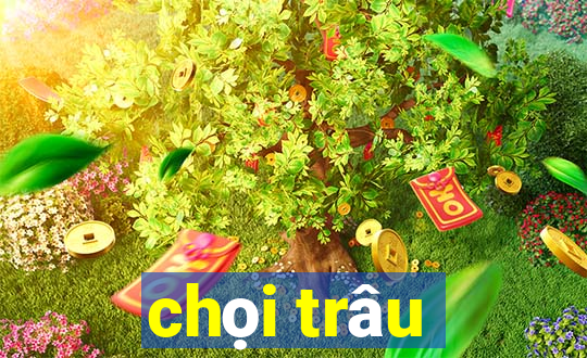 chọi trâu