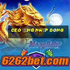 ceo đăng nhập dòng