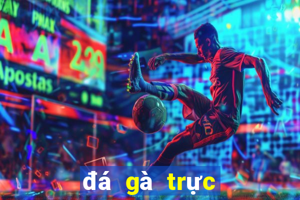 đá gà trực tiếp casino thomo