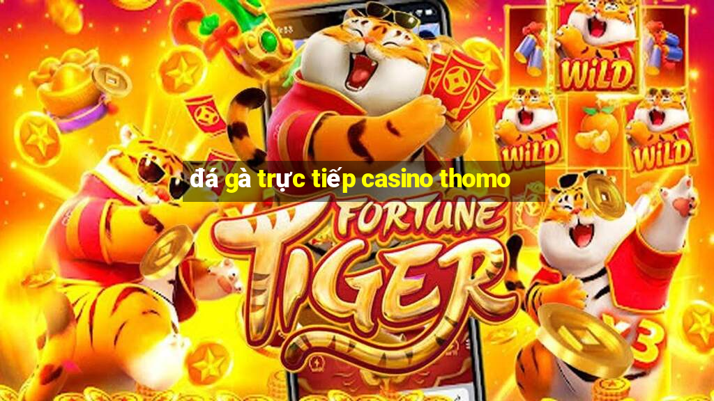 đá gà trực tiếp casino thomo