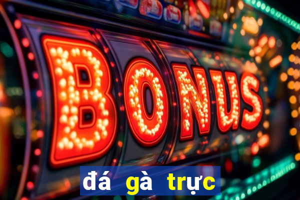 đá gà trực tiếp casino thomo