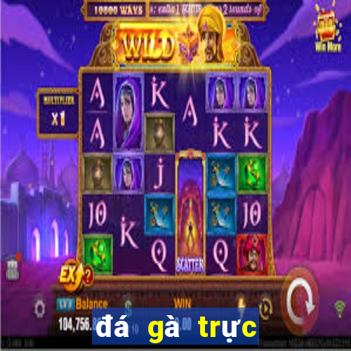 đá gà trực tiếp casino thomo