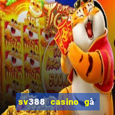 sv388 casino gà đòn đòn trực tiếp