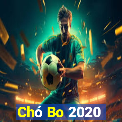 Chó Bo 2020