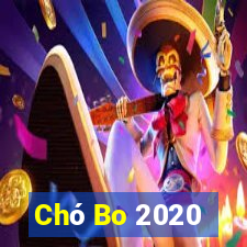 Chó Bo 2020