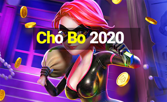 Chó Bo 2020