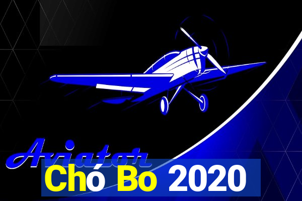 Chó Bo 2020