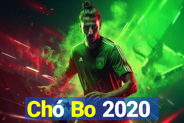 Chó Bo 2020