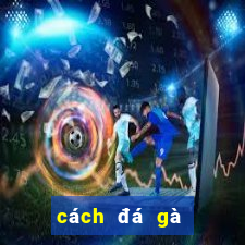 cách đá gà trên mạng