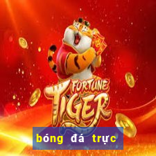 bóng đá trực tiếp c1