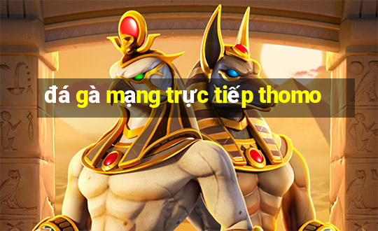 đá gà mạng trực tiếp thomo