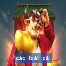 các loài cá nước ngọt