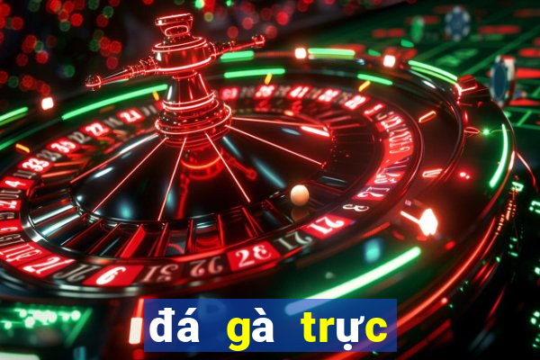 đá gà trực tiếp c1 hôm nay