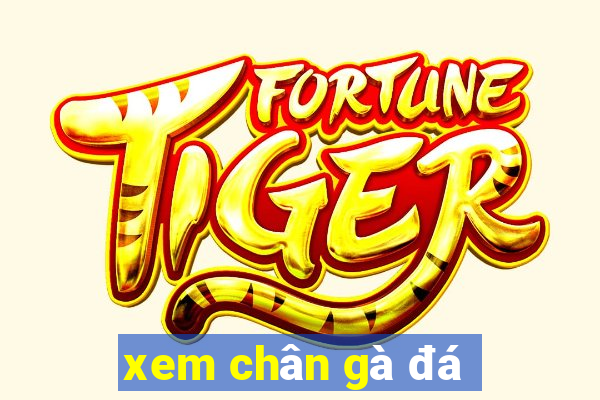 xem chân gà đá