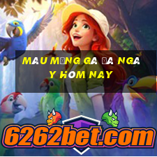 màu mạng gà đá ngày hôm nay