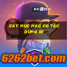 cay nuc nac co tac dung gi