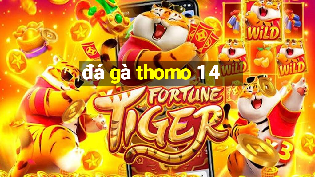 đá gà thomo 1 4