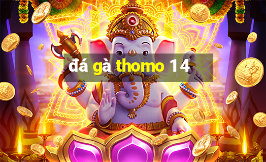 đá gà thomo 1 4