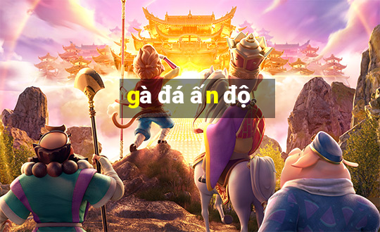 gà đá ấn độ