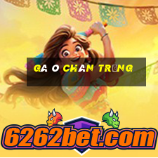 gà ô chân trắng