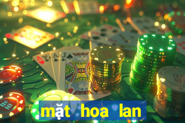 mặt hoa lan bệt ma bó