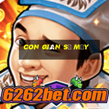 con gián số mấy