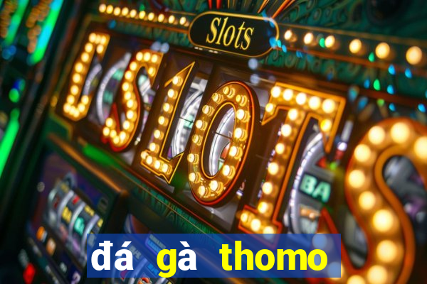 đá gà thomo đá cựa dao