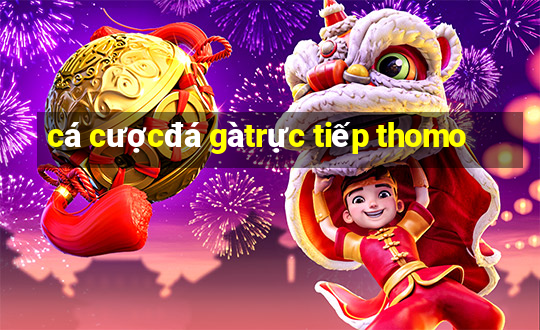 cá cược đá gà trực tiếp thomo