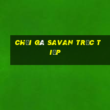 chọi gà savan trực tiếp