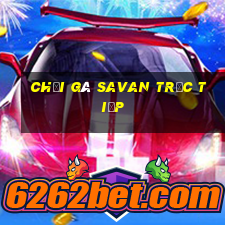 chọi gà savan trực tiếp