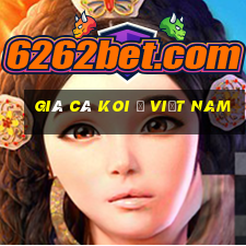 giá cá koi ở việt nam