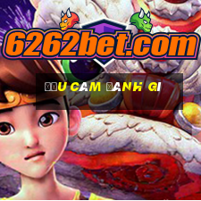 đầu câm đánh gì