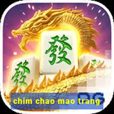 chim chao mao trang