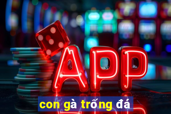 con gà trống đá