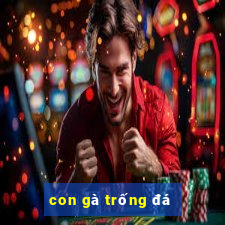 con gà trống đá