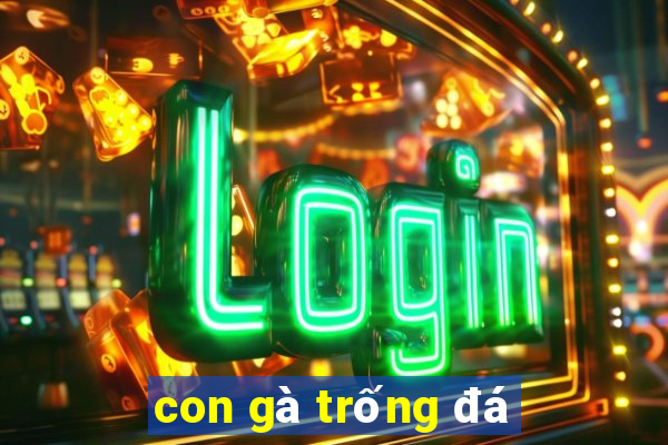 con gà trống đá