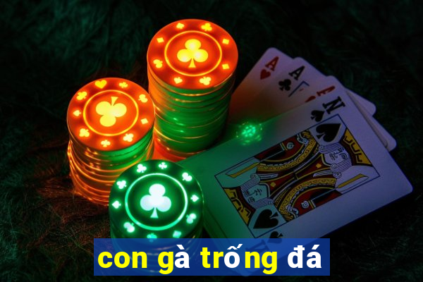 con gà trống đá