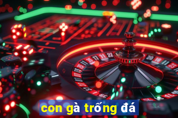 con gà trống đá