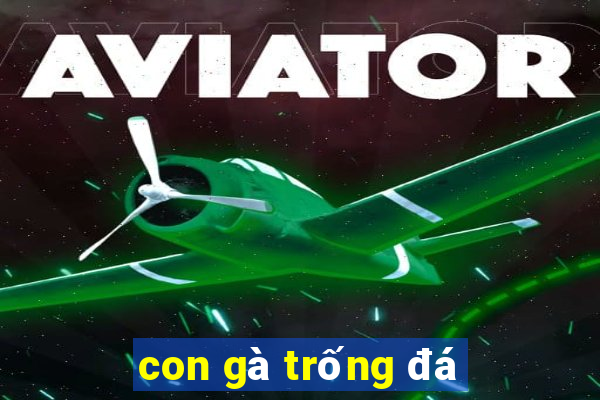 con gà trống đá