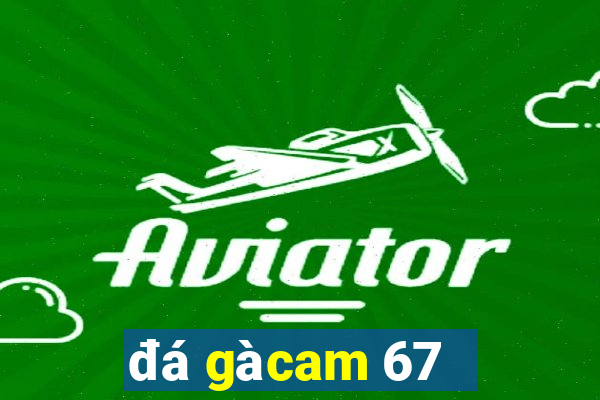 đá gà cam 67