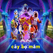 cây bọ mắm