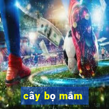 cây bọ mắm