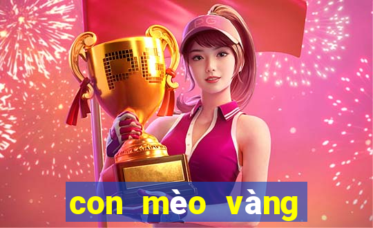 con mèo vàng số mấy