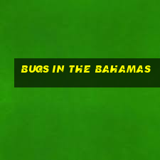 bugs in the bahamas