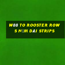 W88 To Rooster Rows Năm Dài Strips