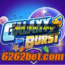 gam truc xanh