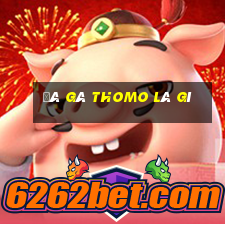 đá gà thomo là gì