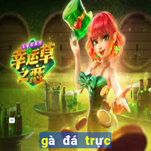 gà đá trực tiếp hôm nay